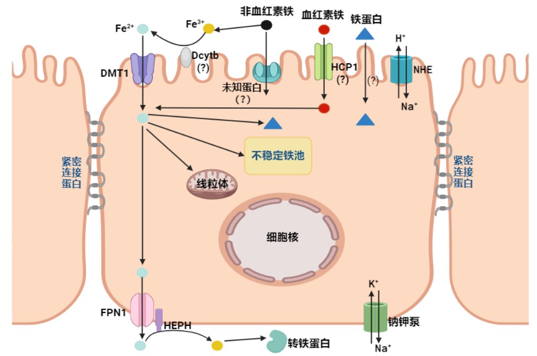 image.gif 延伸阅读与此同时随着畜牧业的发展