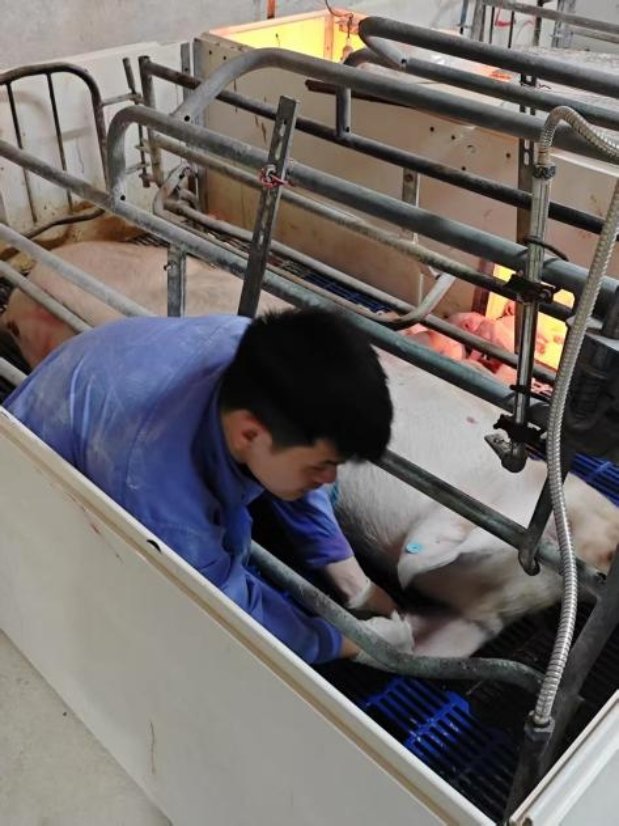 为提升猪场生产水平提供了精准的农业支