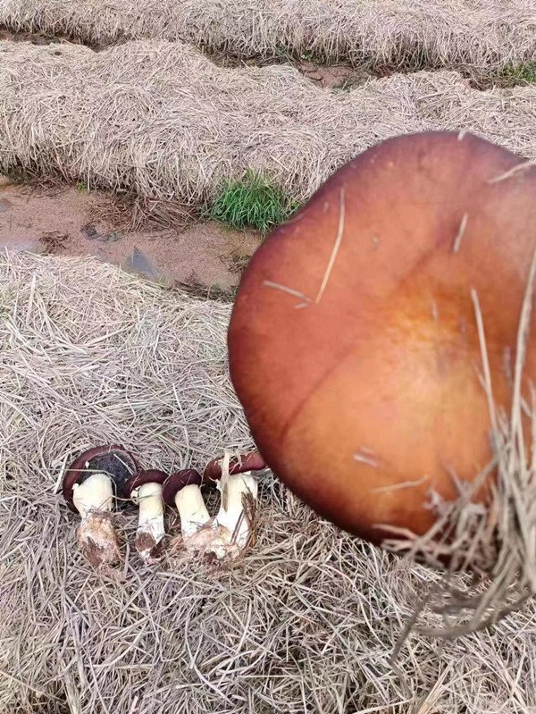 好消息很快传遍了全村
