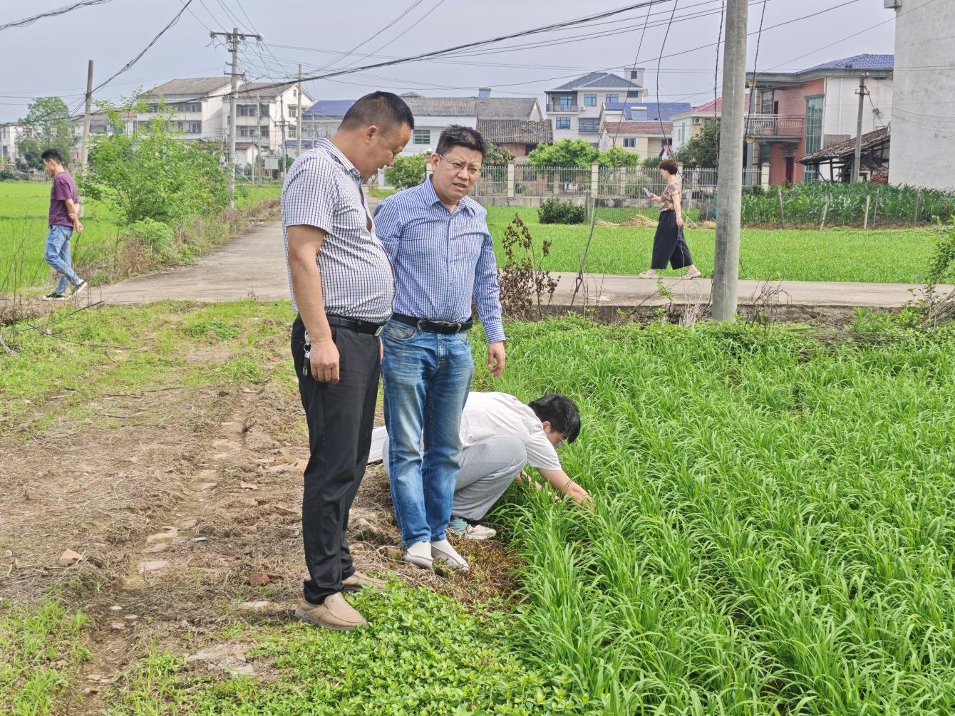 早稻管护