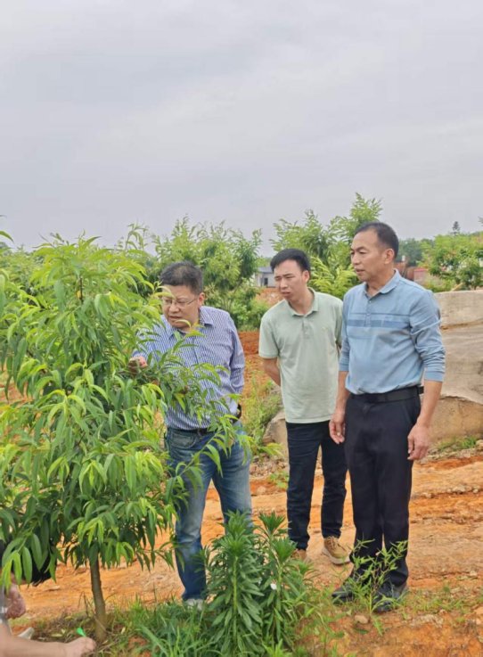桃李病害防控压力大