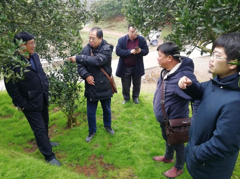 何可佳副理事长在柑橘园向果农讲解病虫