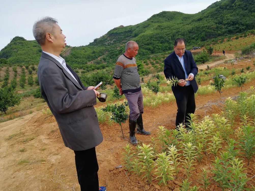 到兴宁镇坪石村柑橘园考察病虫害发生情